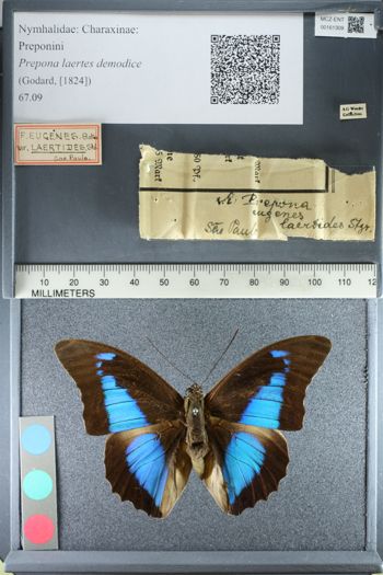Media type: image;   Entomology 161309